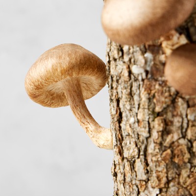 Shiitake Mushroom Log Kit