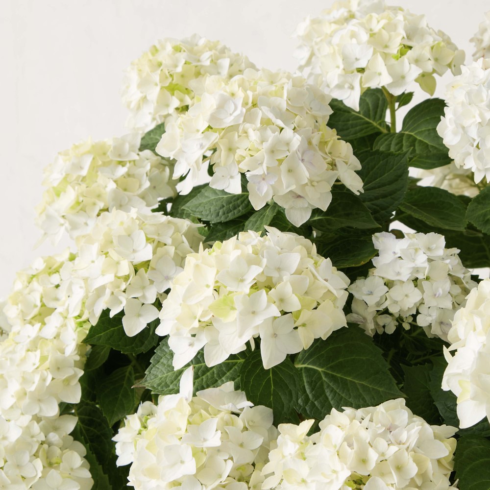 Fresh Alder & Oak Hydrangea, 6