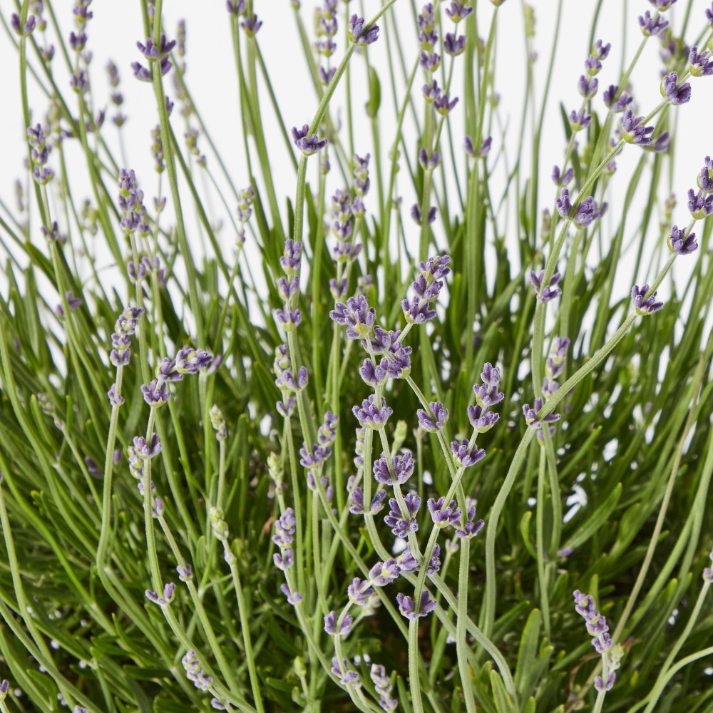 Fresh English Lavender, 6