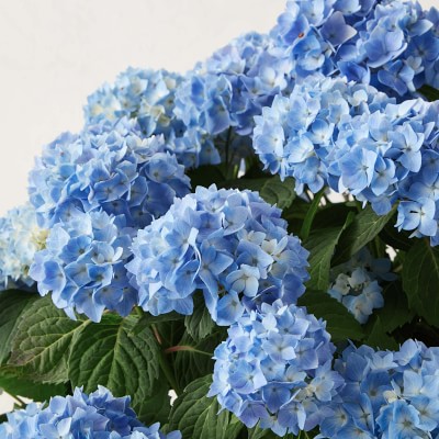 Fresh Alder & Oak Hydrangea, 6