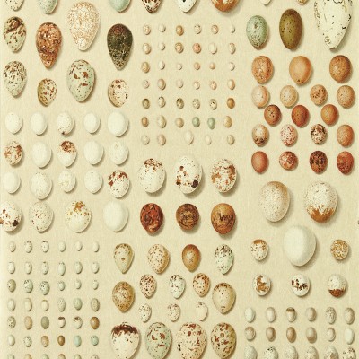 Sanderson x Giles Deacon Oology Portal Wallpaper