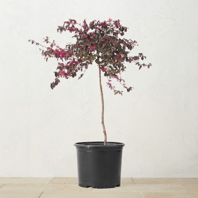 Alder & Oak Chinese Fringe Flower Patio Tree, 18