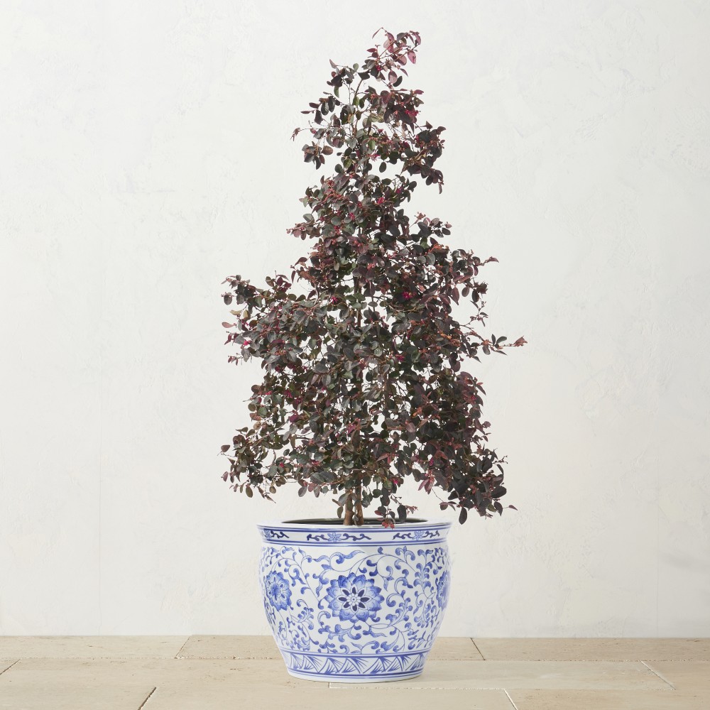 Alder & Oak Chinese Fringe Flower Column, 30