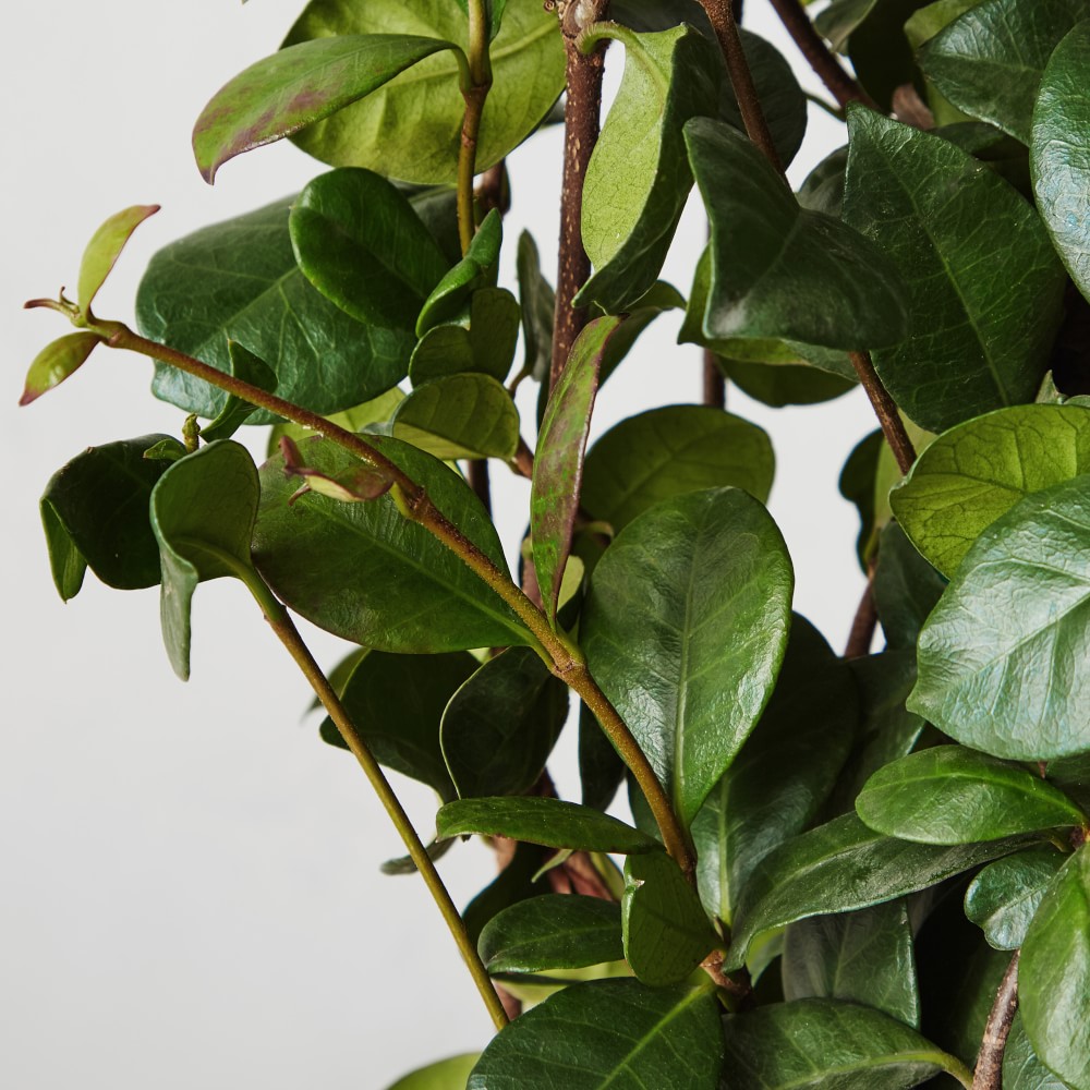 Live Alder & Oak Star Jasmine, 36