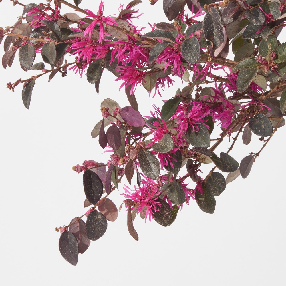 Alder & Oak Chinese Fringe Flower Patio Tree, 18