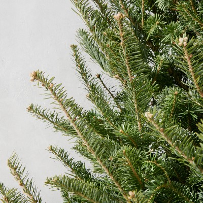 Balsam Fir Fresh Christmas Tree 6' - 9'