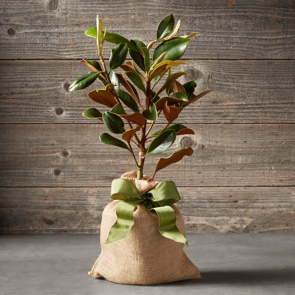 Live Mini Magnolia Tree, 18