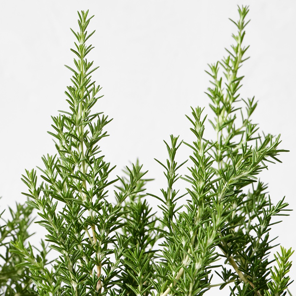 Alder & Oak Rosemary Shrub, 12