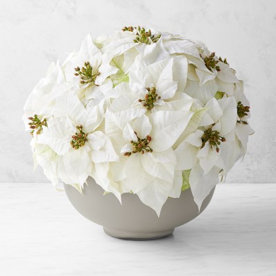 Jeff Leatham x Williams Sonoma Faux Holiday White Poinsettia