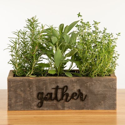 Live Triple Herb Garden in Gather Wooden Planter, 8