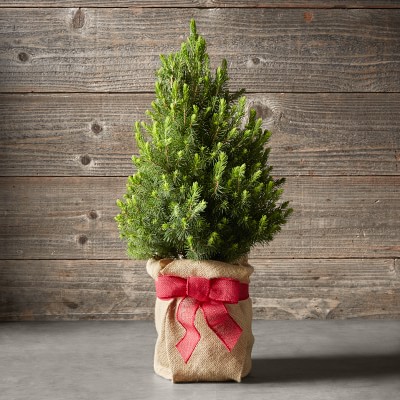 Mini Tabletop Live Tree with Burlap Wrap