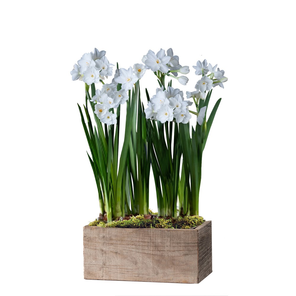 Fresh Paperwhites in Wood Planter, Large