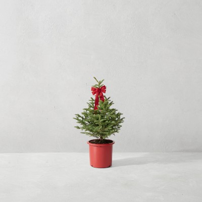 Black Hills Live Spruce Potted Tree