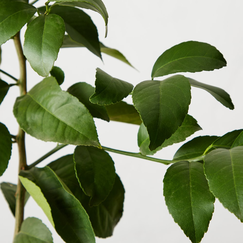 Semi Dwarf Live Meyer Lemon Tree, 24