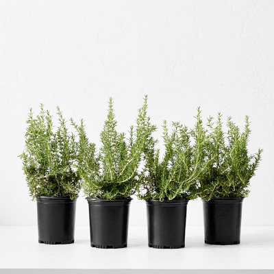 Alder & Oak Rosemary Shrub, 12