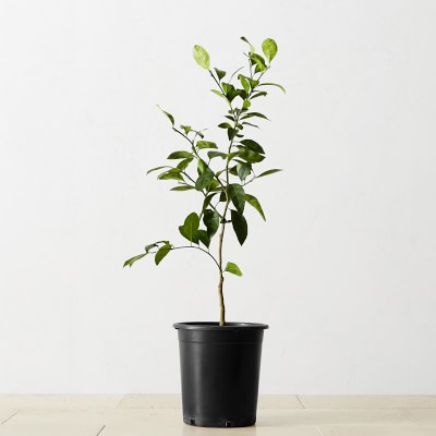 Semi Dwarf Owari Live Mandarin Tree, 24