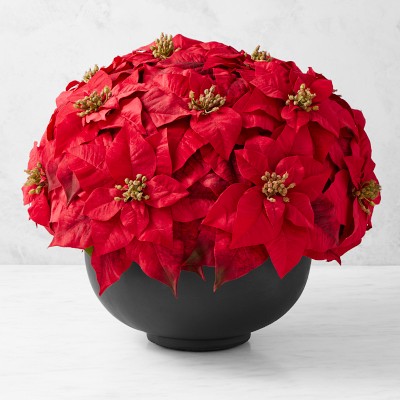 Jeff Leatham x Williams Sonoma Faux Holiday Red Poinsettia
