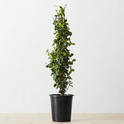 Live Alder & Oak Star Jasmine, 36