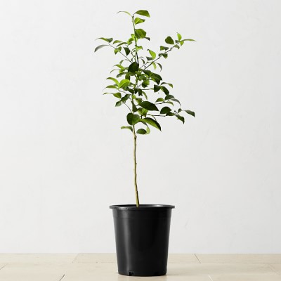 Semi Dwarf Live Meyer Lemon Tree, 24