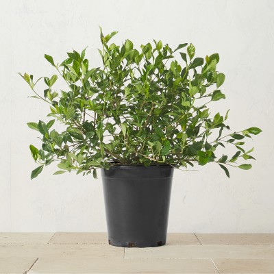Alder & Oak Gardenia Shrub, 36