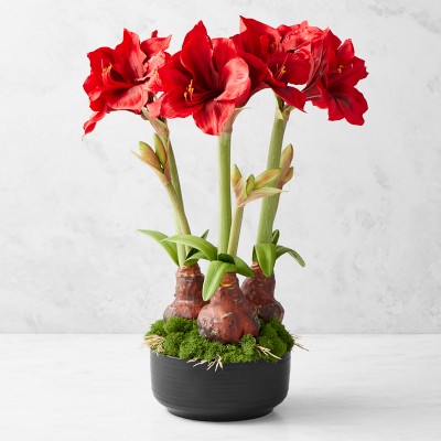 Jeff Leatham x Williams Sonoma Faux Holiday Amaryllis