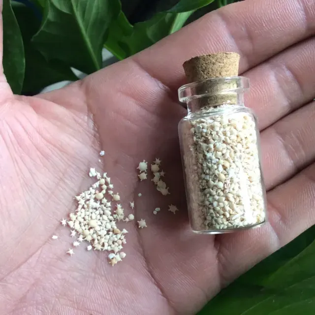 🌟RARE Okinawa Star Sand Jar | Make Wishes Come True