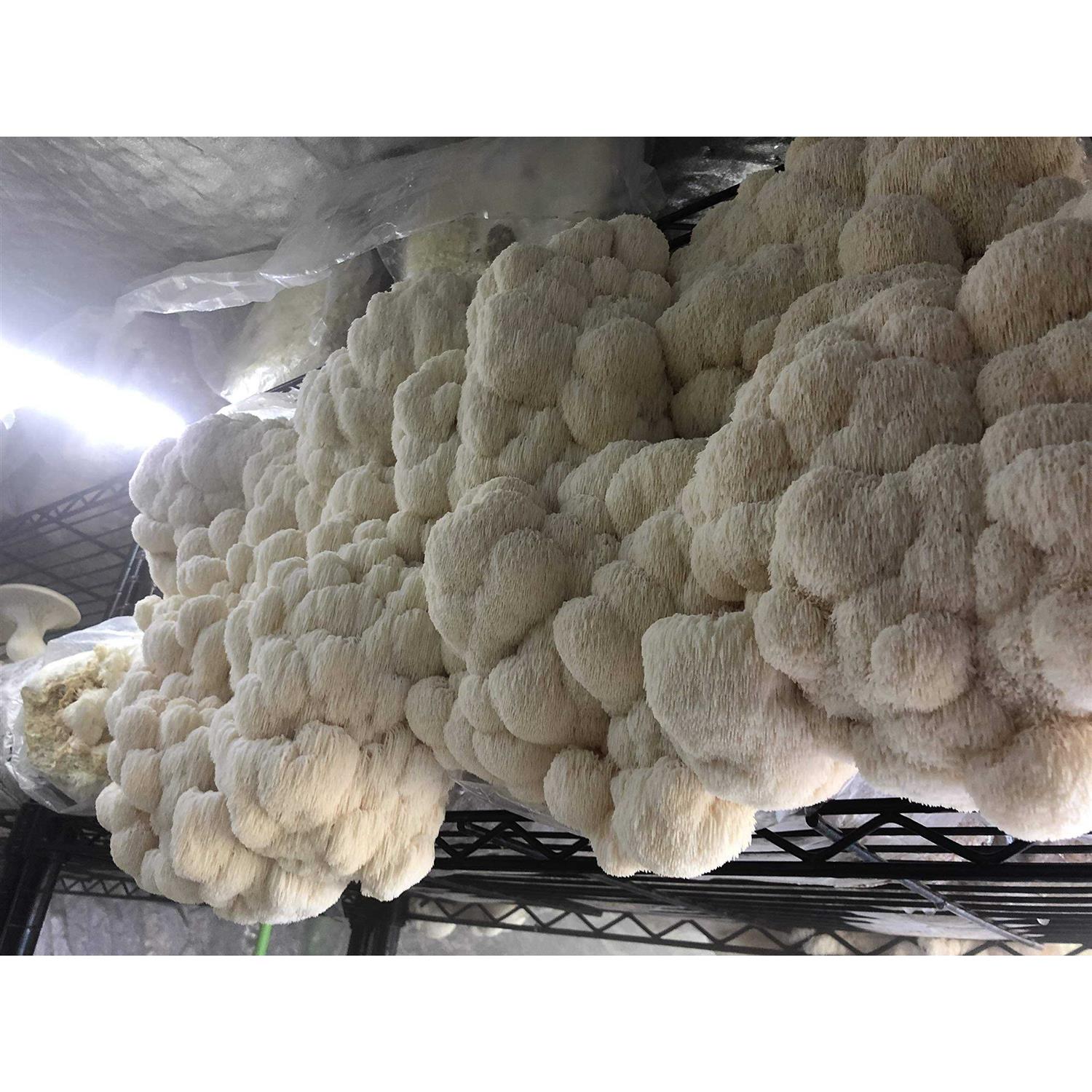 Unicorn Bag Mushroom Growers