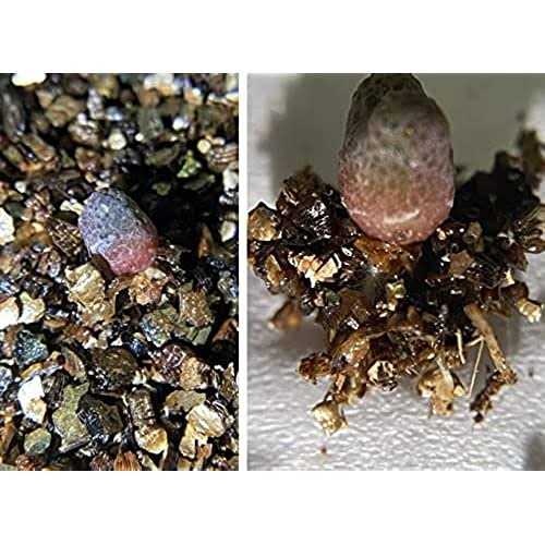 Voulosimi Organic Vermiculite granules for Plants and gardening