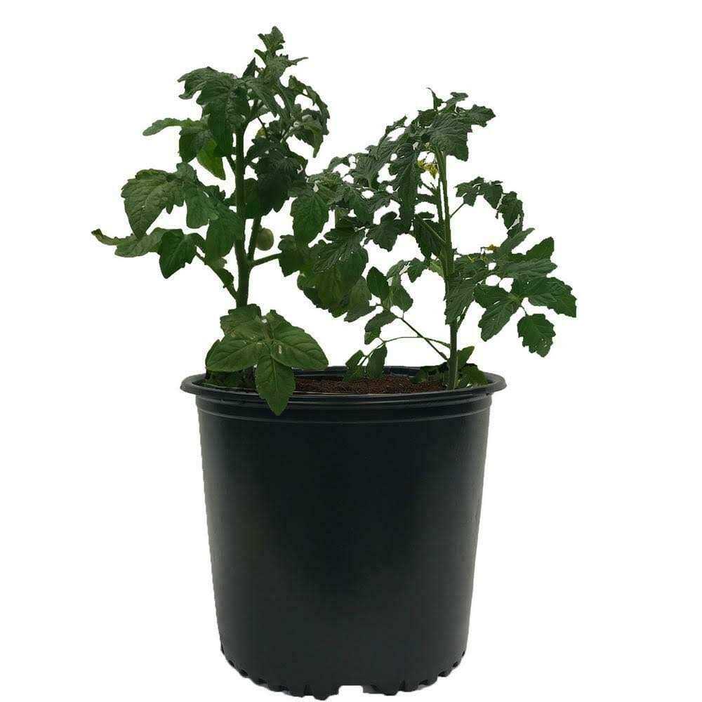 Viagrow Plastic Nursery Pots