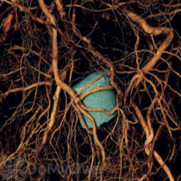 Agriform 20-10-5 Fertilizer Tablets