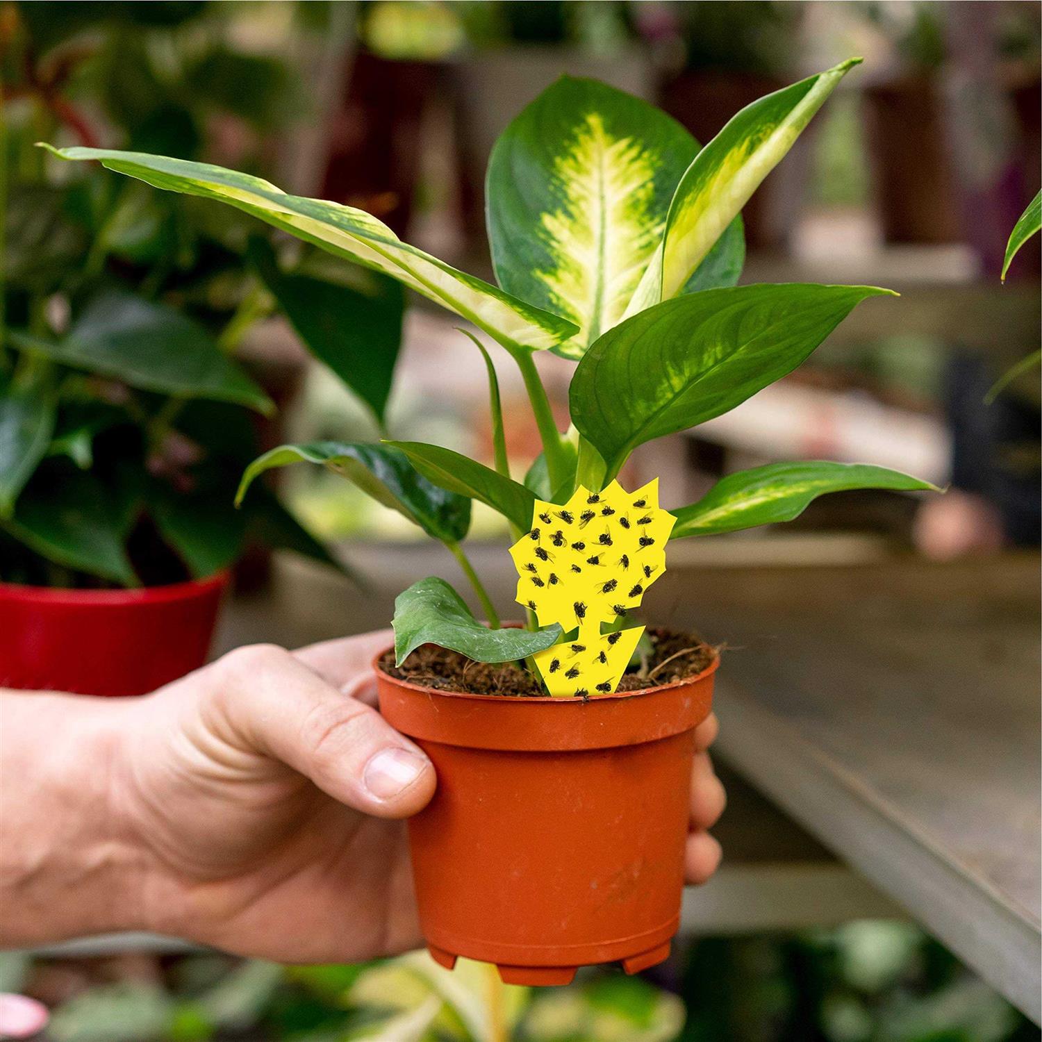 15 pcs Gnat Traps for House Indoor Fungus Gnat Sticky Traps for Plants