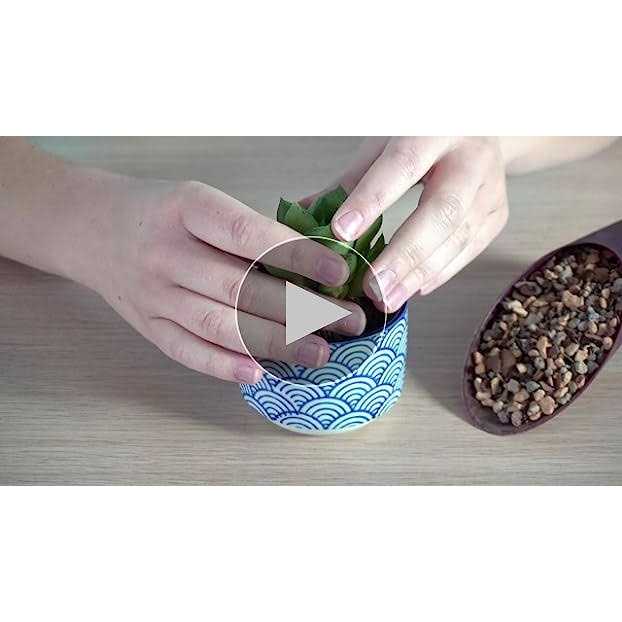 Bonsai Jack Succulent and Cactus Soil Jacks Gritty Mix