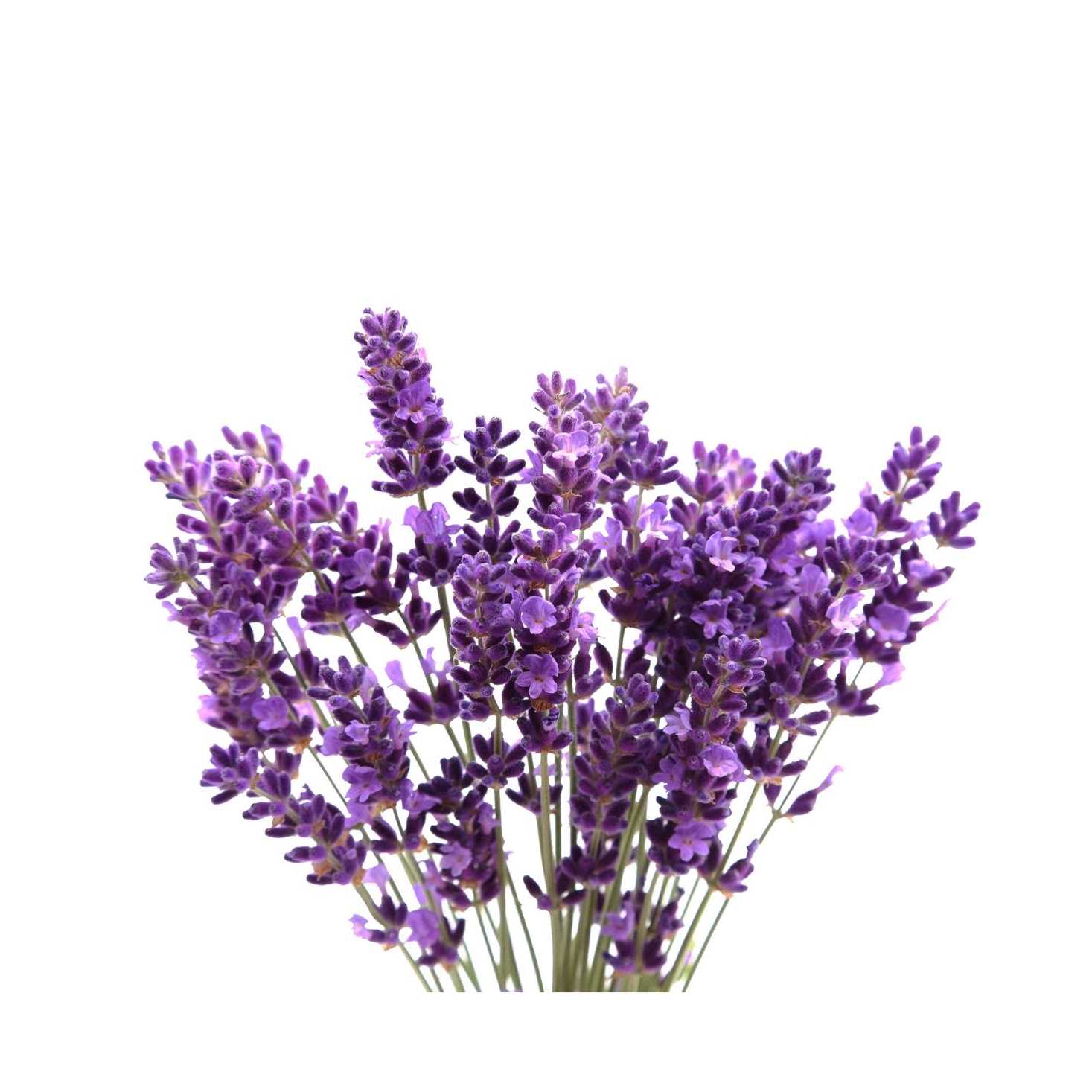 Aerogarden Lots of Lavender Seed Pod Kit