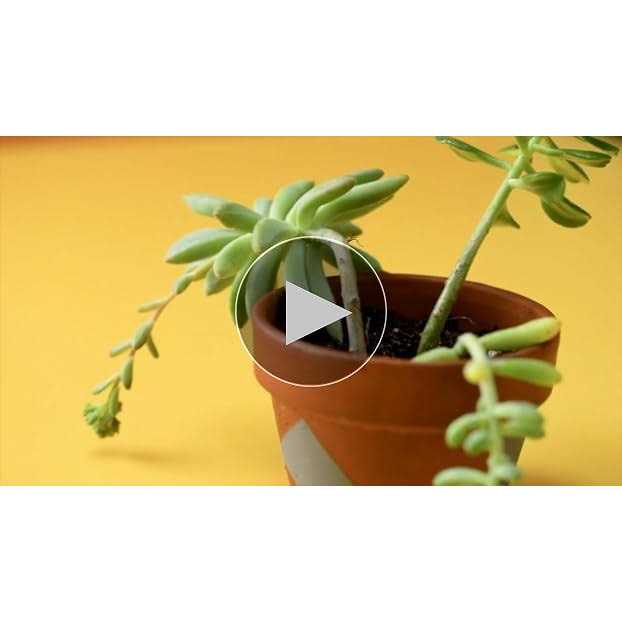 Bonsai Jack Succulent and Cactus Soil Jacks Gritty Mix