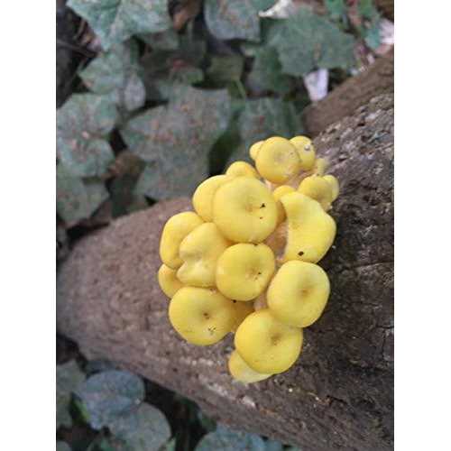 12 in. Oyster Mushroom Log