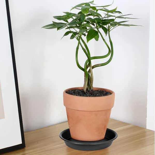 Bleuhome 3 Pack Plant Saucer Depth Tray