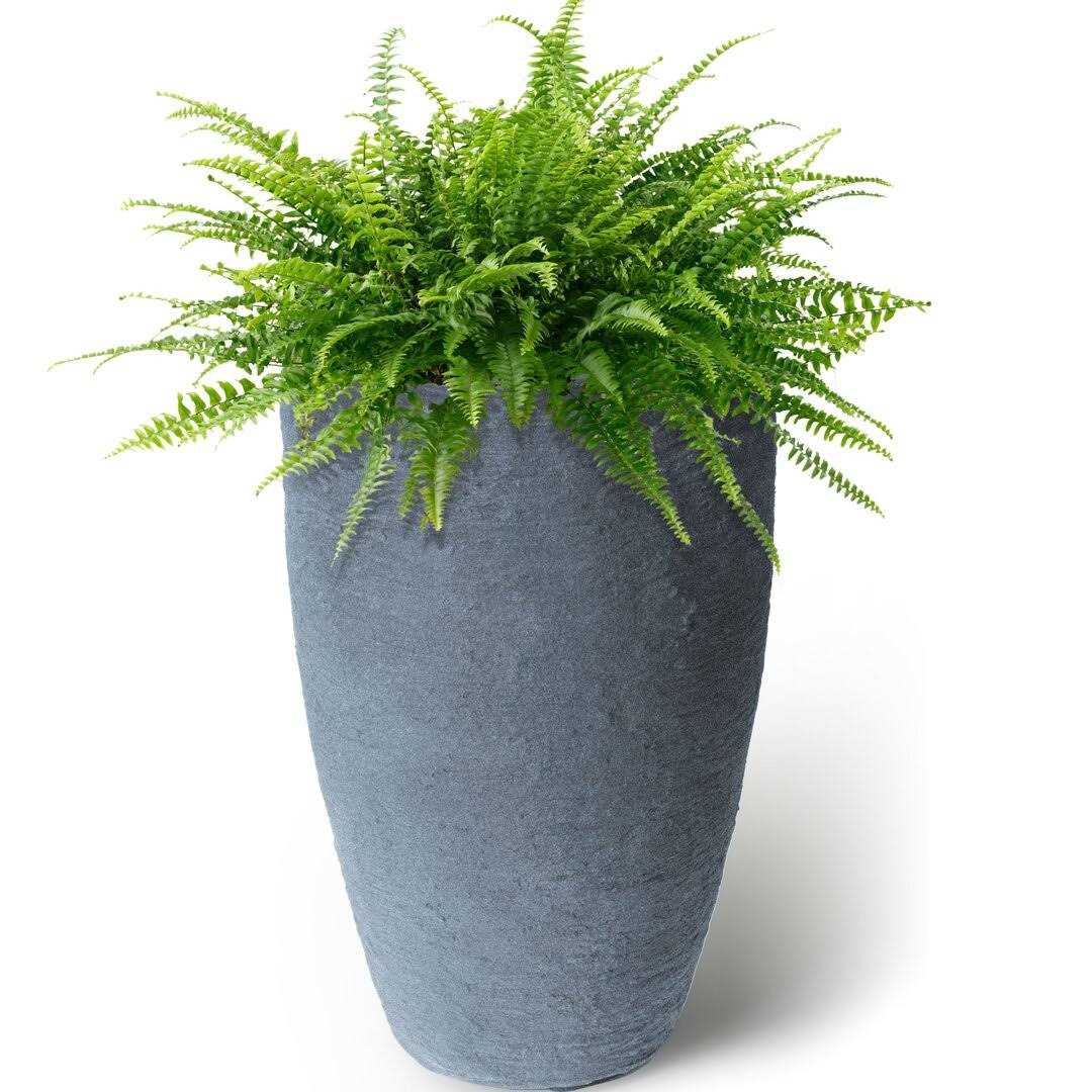 Alcott Hill Callan Self-Watering Plastic Pot Planter