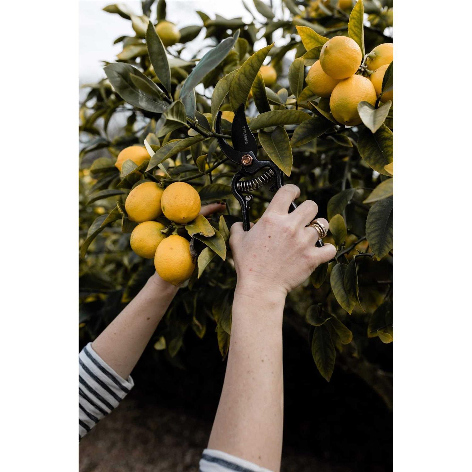 Barebones Pruner & Sheath