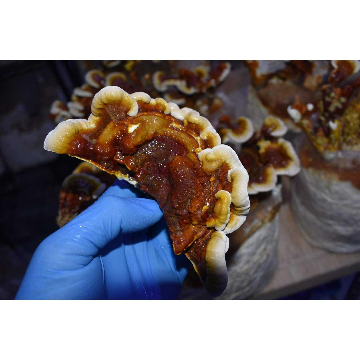 Unicorn Bag Mushroom Growers