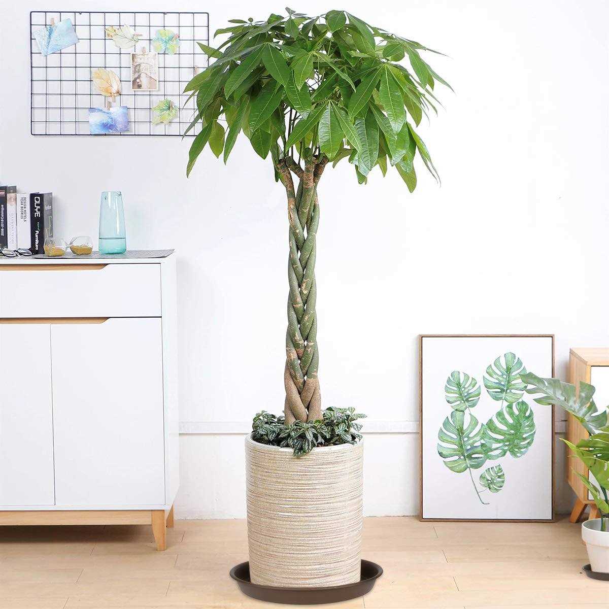 TITE Plant Saucer Heavy Trays and Outdoor