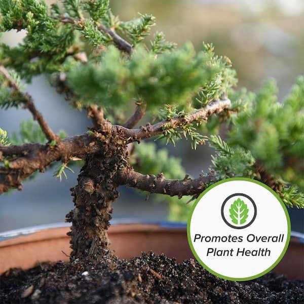 Bonsai Soil by Perfect Plants