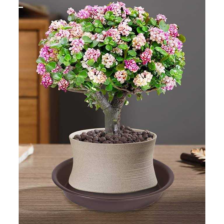 Angde 6 Pack Plant Saucer Plant Round