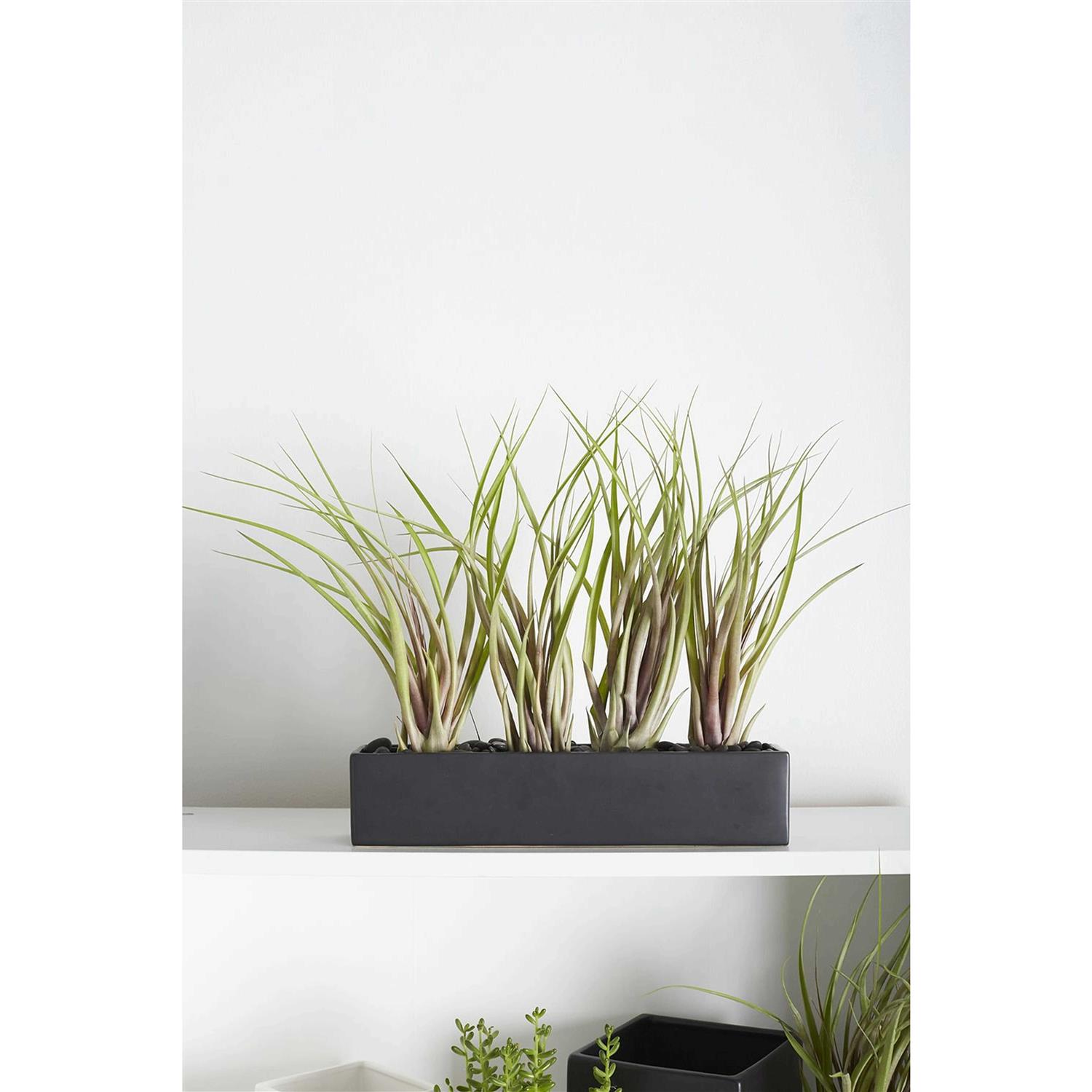 Ceramic Planter 4 x 12 Inches Urban Rectangular Pot for Succulents