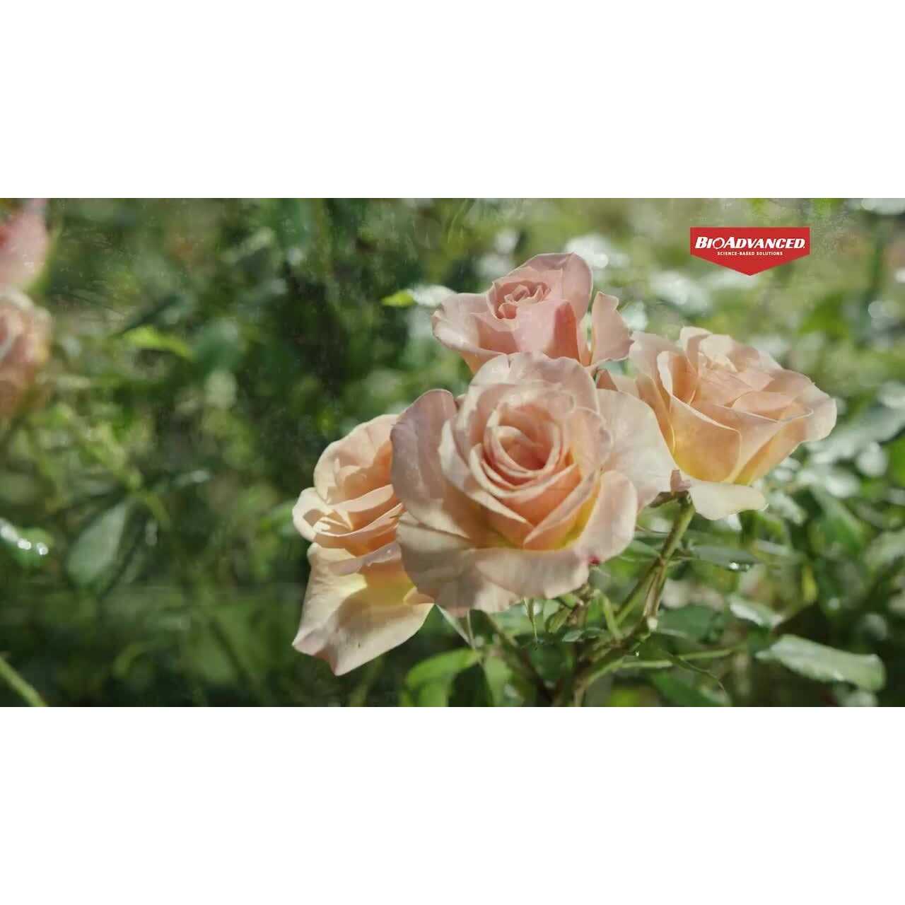 BioAdvanced Bermudagrass Control for Lawns