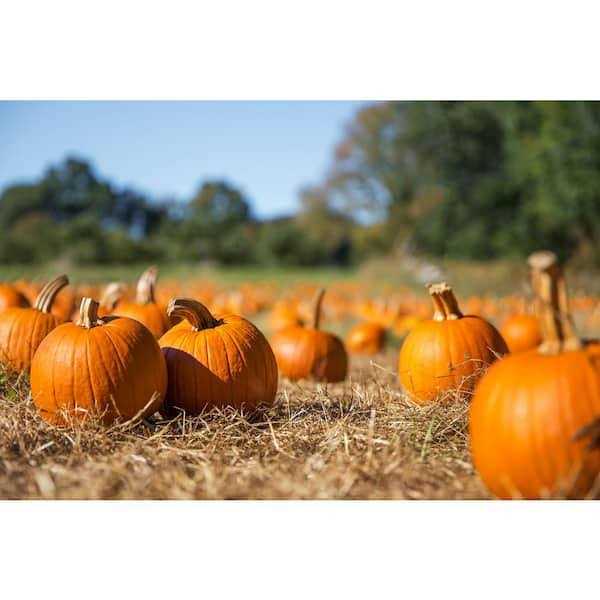 BELL NURSERY Straw Bale Full