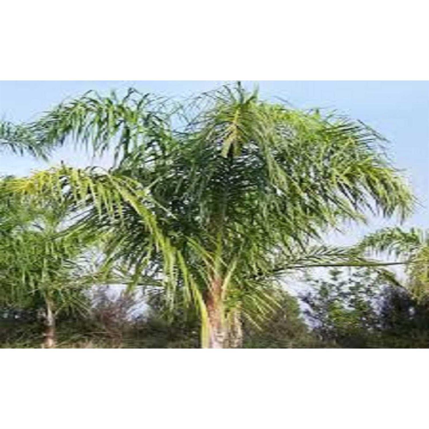 Sunniland Fertilizer Palm