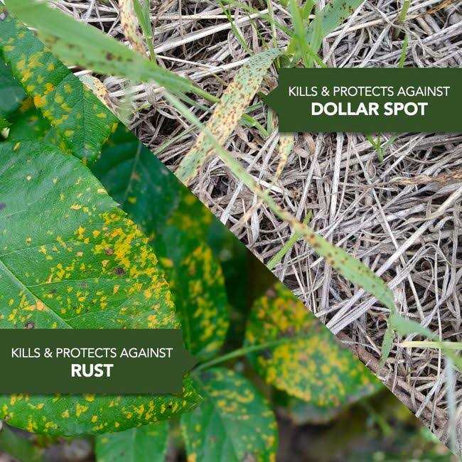 BioAdvanced Fungus Control For Lawns