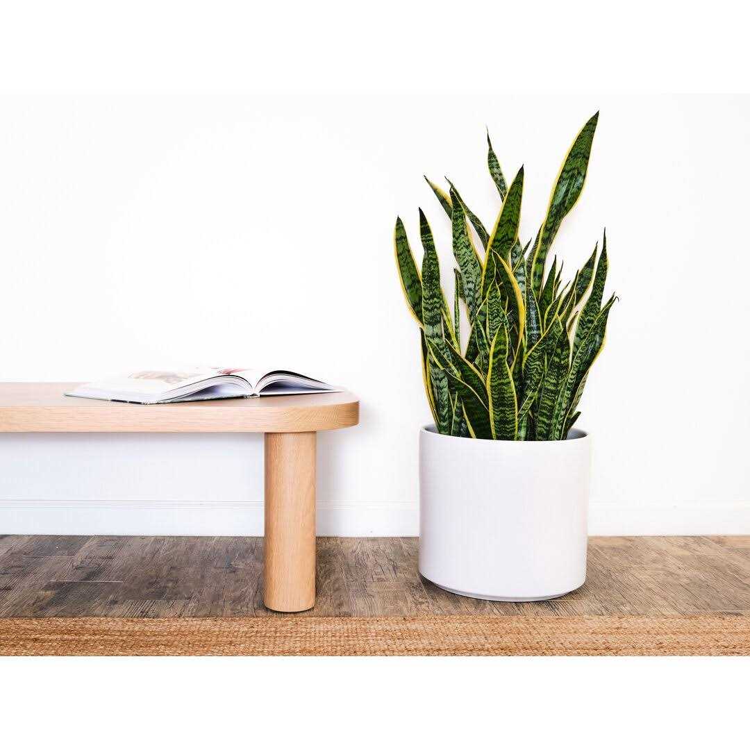 AllModern Keyes Ceramic Pot Planter Color