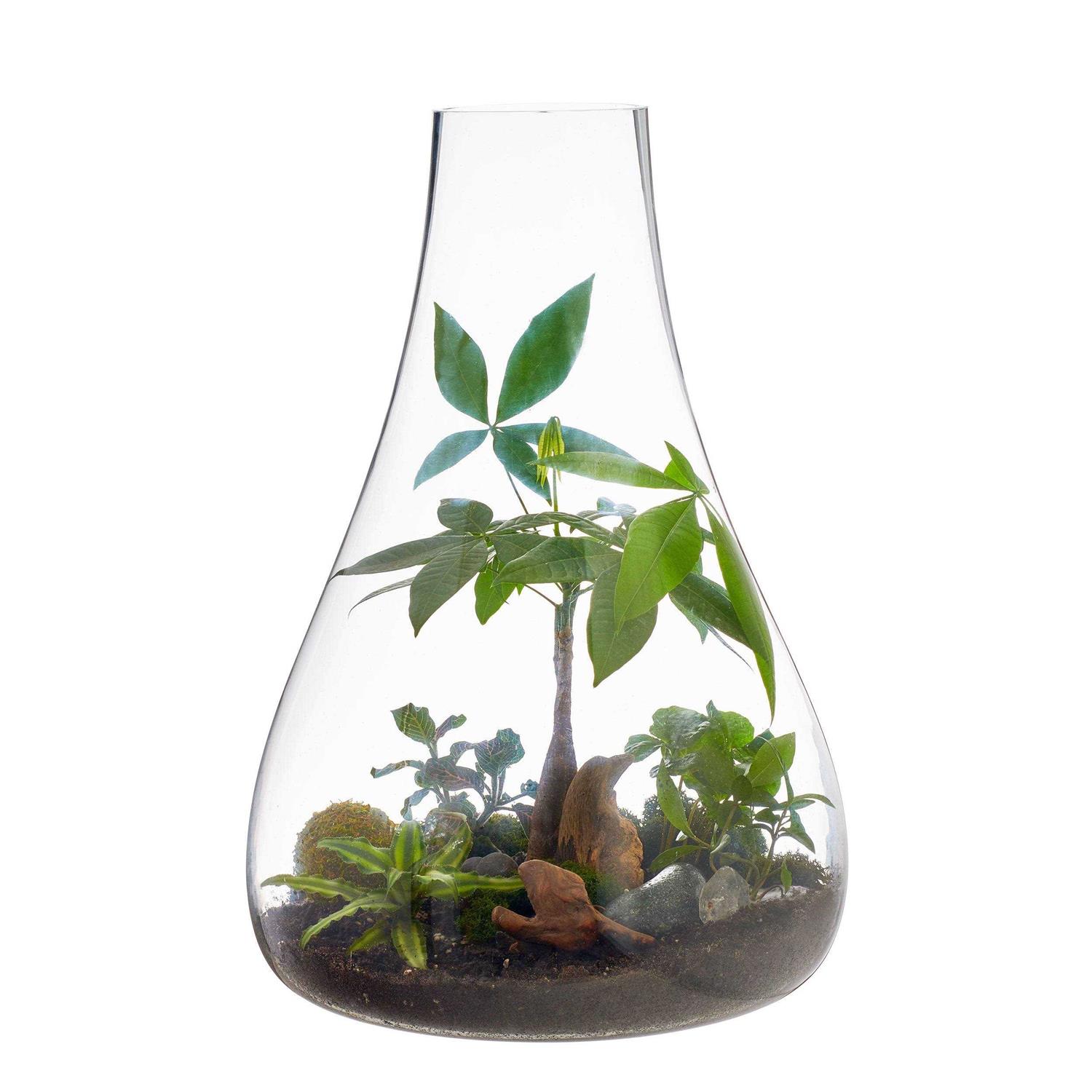 texxture Boboli Glass Terrarium