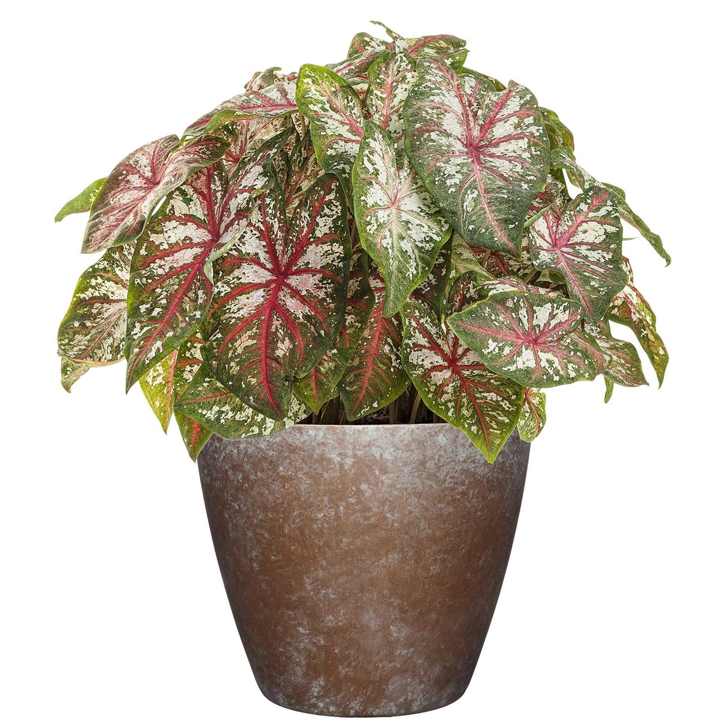 Classic Home and Garden Premiere Collection Planter Vogue 8